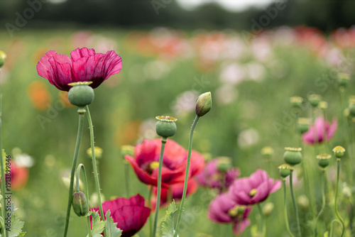 Tableau sur toile Close-Up of Violet and Cherry-Red Poppies Blooming in a Vibrant Summer Meadow