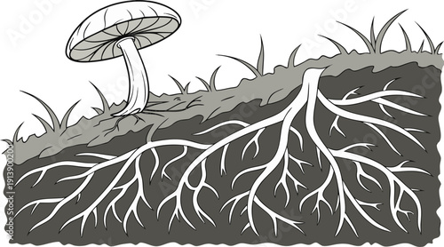 Mushroom with extensive mycelium root system growing underground, depicted in a detailed black and white vector illustration with a cross-section view of the soil.