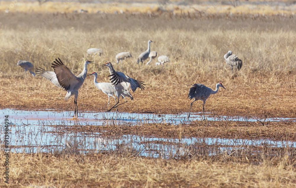 Obraz premium Sandhill cranes