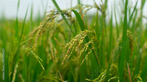 Photos Rice Field Close Up – Green Paddy Rice Plant, Rice Grain, Rice Crop in Agricultu