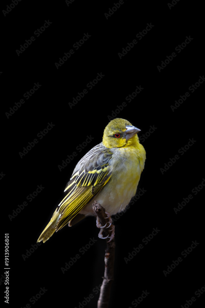 Obraz premium Female black-headed weaver bird, ploceus melanocephalus. This bird is perched on a branch and isolated on a black background with space for text.