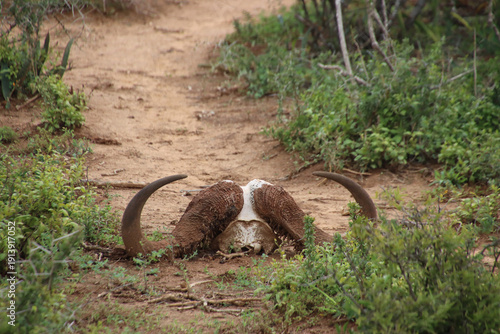 Skull of an African buffalo with large curved horns lying on a sandy track in Addo Elephant National Park, South Africa. Symbol of wildlife and nature.
