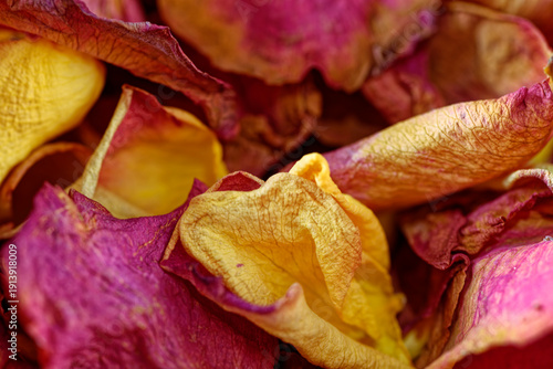 Macro of Dried Pink and Yellow Rose Petals Texture