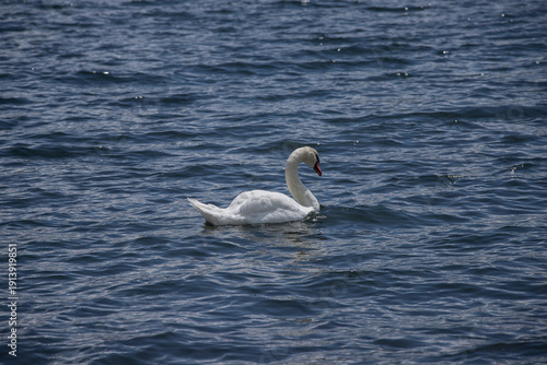 Swans in Yamazaki Lake, Japan