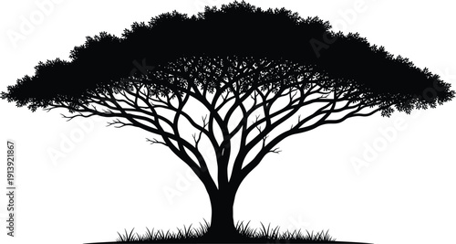 Black silhouette of a wide spreading acacia tree with dense foliage and intricate branches isolated on white background, ideal for African savanna landscape design.