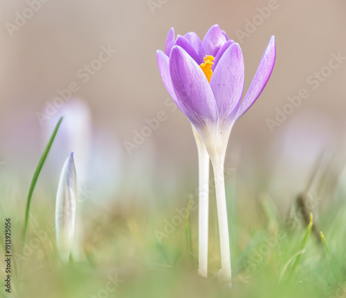 Krokusse im Sonnenschein