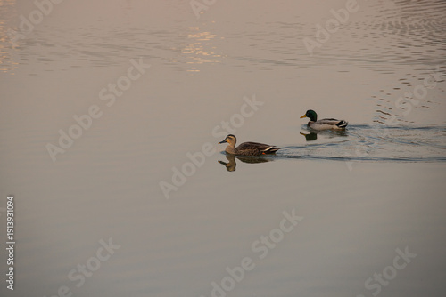 Two green-headed wild ducks swimming in the lake