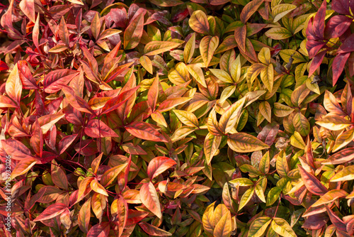 Nandina domestica Blush Pin...