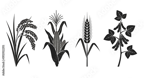 Illustration of various grain plants and foliage depicted in a minimalist black and white style