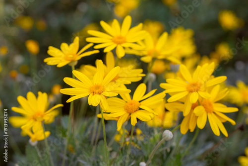 Yellow daisy bush, Scientif...