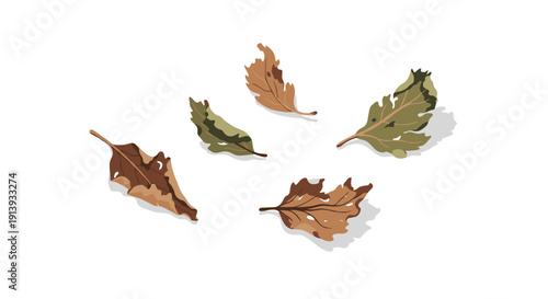 Five dried, discolored leaves with visible damage and small holes are loosely scattered on a clean white surface.