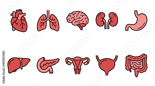 Collection of human internal organ icons including the heart, lungs, brain, kidneys, stomach, and liver, illustrated in a simple flat style with a black outline for medical concepts