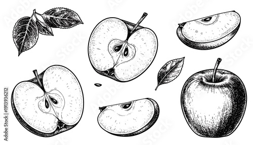 Monochrome illustration of apple slices, whole fruit, leaves, & seeds; detailed pen sketch