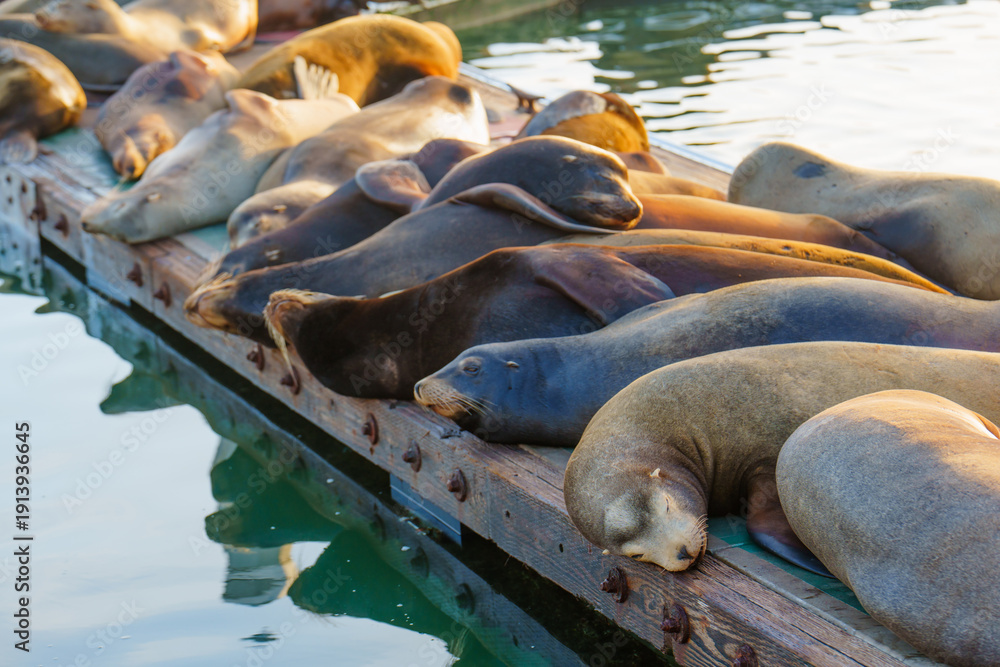 Fototapeta premium California Sea Lions Sleeping on Wooden Pier at Sunset in Oceanside