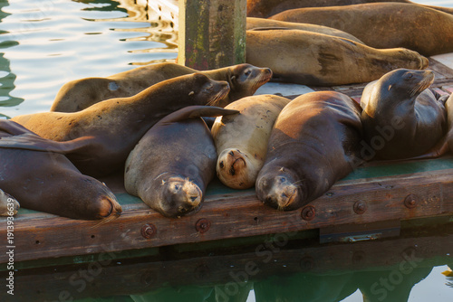 Wallpaper Mural Sea Lions Basking on Wooden Dock at Oceanside Harbor California Torontodigital.ca