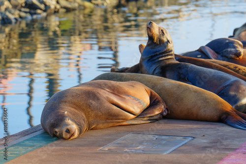 Wallpaper Mural Sea Lions Basking on Sunny Dock in Oceanside Harbor California Torontodigital.ca