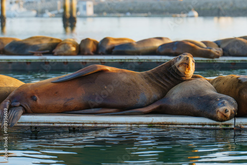 Wallpaper Mural California Sea Lions Resting on Floating Harbor Dock in Oceanside Torontodigital.ca