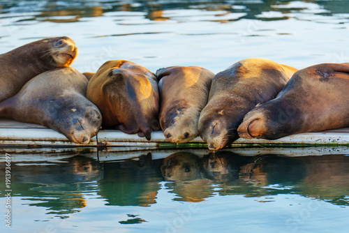 Wallpaper Mural Group of California Sea Lions Sunbathing on Dock in Oceanside Torontodigital.ca
