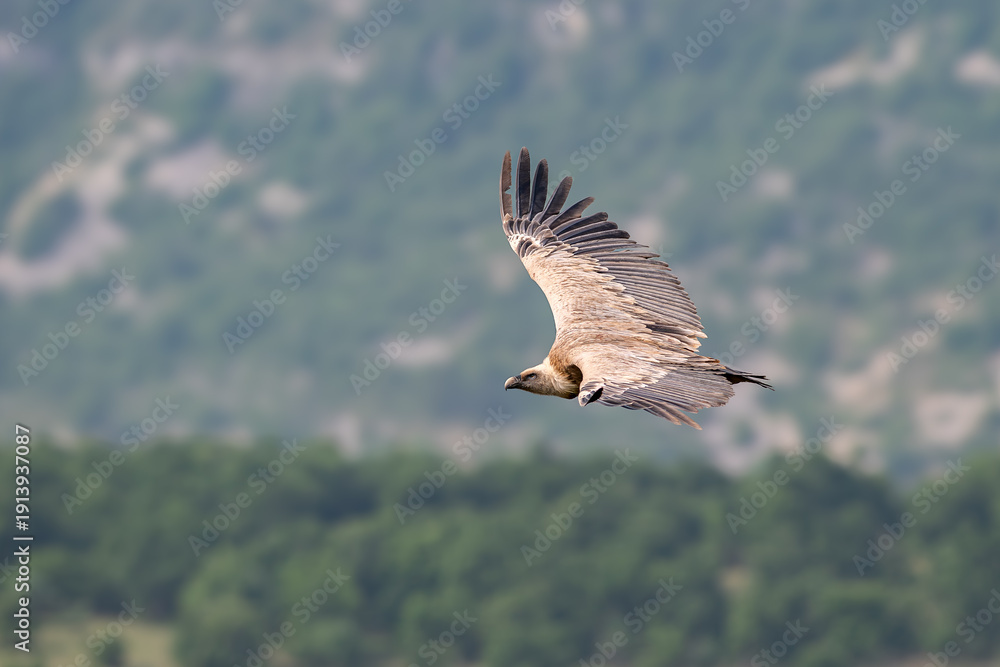 Fototapeta premium Griffon vulture soaring above mountain landscape