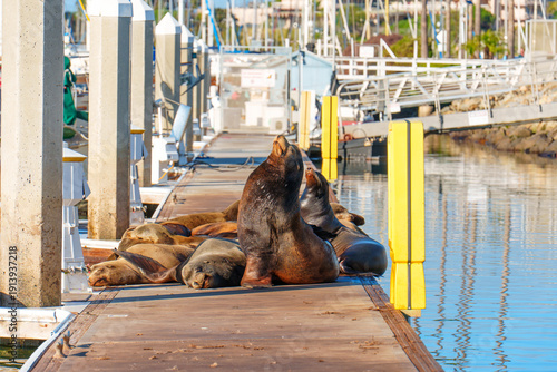 Wallpaper Mural California Sea Lions Basking on Harbor Pier in Oceanside Marina Torontodigital.ca