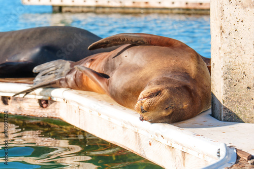 Wallpaper Mural California Sea Lion Resting on Marina Dock in Oceanside Harbor Torontodigital.ca
