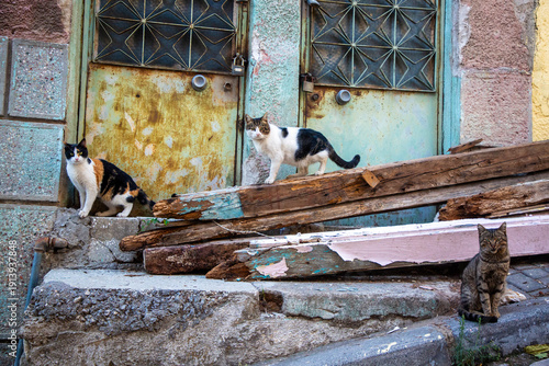 Stray cats in front of stre...