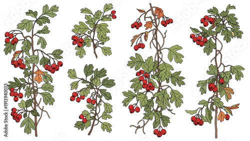 Illustration of lush green branches with vibrant red berries and leaves, showcasing nature's beauty from a close-up viewpoint