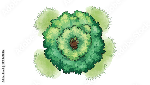 Aerial view of a lush green broccoli head surrounded by smaller buds in a garden