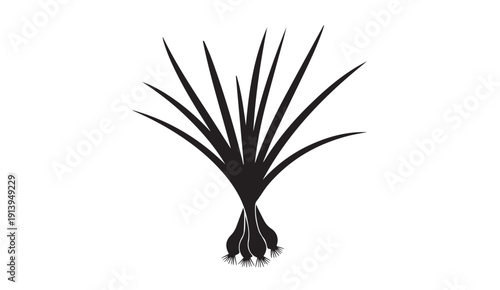 Scallion bunch silhouette, Isolated on white background, Top view, Vector illustration