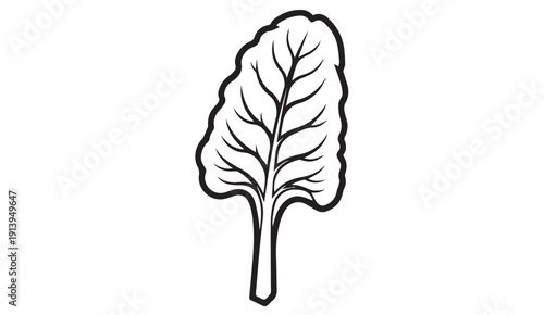 Outline of a single Swiss Chard leaf with stem, isolated on white