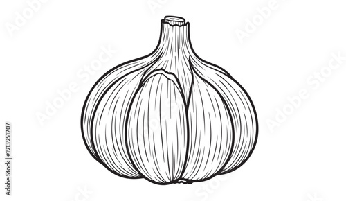 Garlic bulb sketch, isolated on white background, culinary ingredient illustration