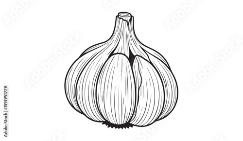 Garlic bulb illustration, hand-drawn line art, isolated on white, food ingredient