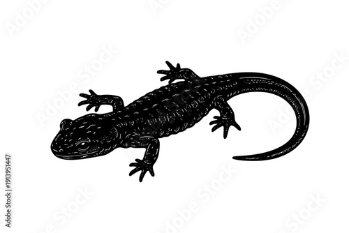 A black and white illustration of a lizard with a long tail and four legs isolated on transparent background, isolated on white background, Vector