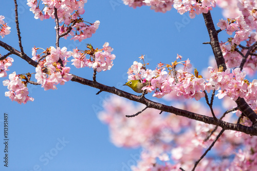 満開の桜の中で蜜を吸うメジロ　河津桜