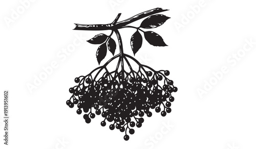 Elderberry Branch with Berries and Leaves, Black and White Illustration, Stock Media