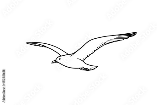 A detailed black and white illustration of a seagull in flight isolated on transparent background, isolated on white background, Vector