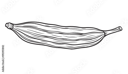 Dry Vanilla Bean Pod with Stem, Hand Drawn Line Art Illustration
