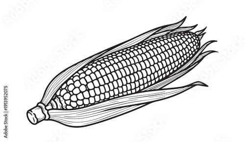 Corn Cob Line Art Illustration, Detailed Kernels and Husk, Isolated on White