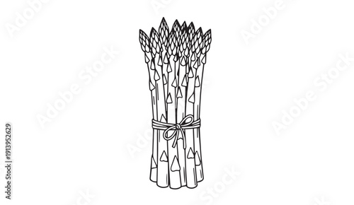 Bundle of Asparagus Tied with String, Line Art Illustration, White Background