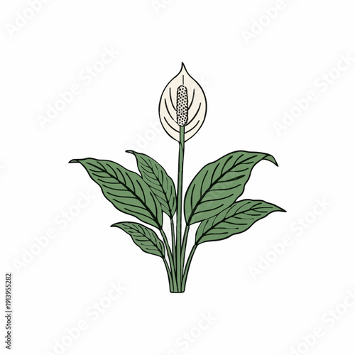Elegant Spathiphyllum Plant with White Bloom and Dark Green Leaves Against a Pure White Background Minimalist Botanical Illustration