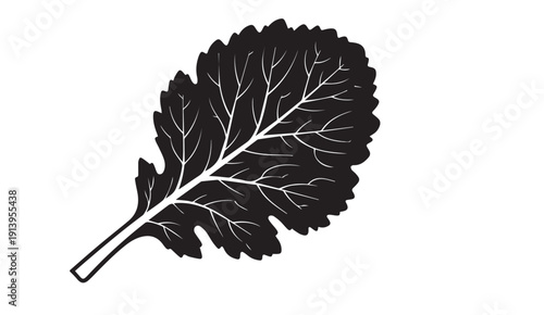 Black and white illustration of a kale leaf with detailed veins, isolated on white background.