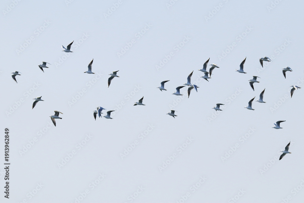 Obraz premium Seagull flying with wide wings spread against clear gray sky minimal wildlife nature scene.
