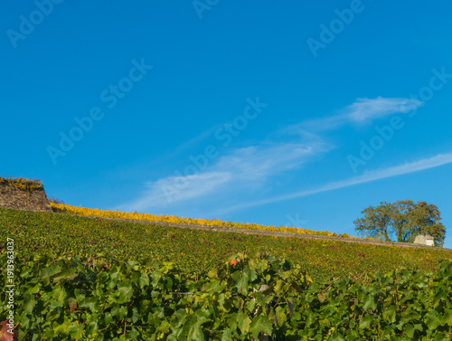 Wallpaper Mural Rebenlandschaft unter blauem Himmel Torontodigital.ca