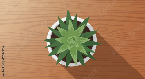 Top view of a green succulent plant in a white pot on a wooden surface