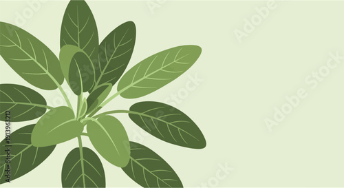 Top view of a green plant with oval leaves against a light green background