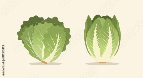 Two fresh, green heads of leafy vegetables are artistically depicted