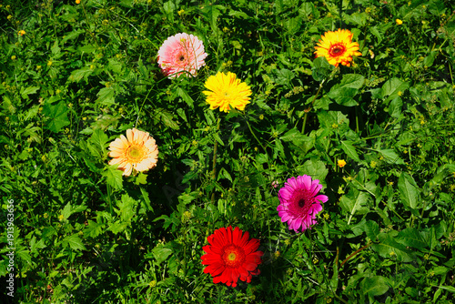 Vibrant gerbera daisies in various colors including yellow, orange, red, and pink blooming in a lush green meadow. The natural sunlight highlights the organic textures of the petals and foliage