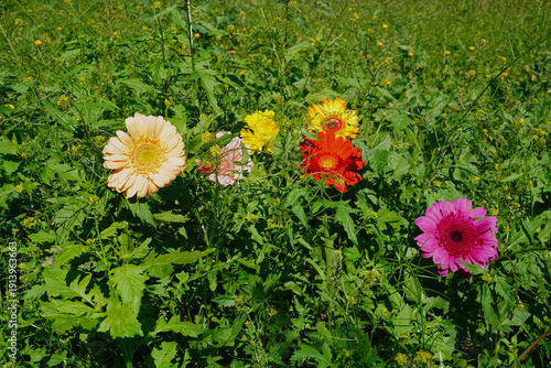 Vibrant gerbera daisies in various colors including yellow, orange, red, and pink blooming in a lush green meadow. The natural sunlight highlights the organic textures of the petals and foliage