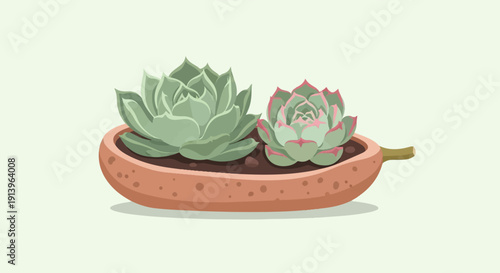Two green succulent plants in a terracotta pot on a light background