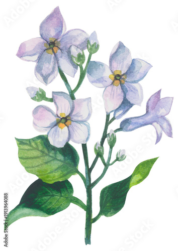 Sampaguita flower. 
Watercolor hand drawing painted illustration.